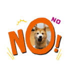柴犬ペスの気持ち（個別スタンプ：18）