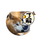 柴犬ペスの気持ち（個別スタンプ：20）