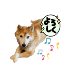 柴犬ペスの気持ち（個別スタンプ：21）