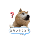 柴犬ペスの気持ち（個別スタンプ：23）