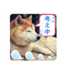 柴犬ペスの気持ち（個別スタンプ：24）
