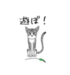 サバトラ白猫スタンプ（個別スタンプ：16）
