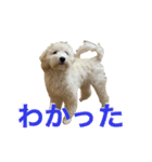 まぬかちゃん（個別スタンプ：1）