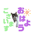小春びより…2（個別スタンプ：1）
