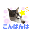 小春びより…2（個別スタンプ：3）