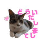 小春びより…2（個別スタンプ：6）