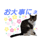 小春びより…2（個別スタンプ：9）