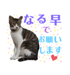 小春びより…2（個別スタンプ：12）