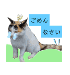 小春びより…2（個別スタンプ：21）