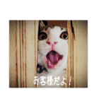 猫のぐりの使い勝手の良いような悪いような（個別スタンプ：2）