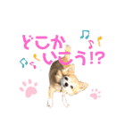 チワワのポポさん2（個別スタンプ：6）