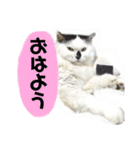 しろいからしらたま3（個別スタンプ：1）