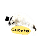 しろいからしらたま3（個別スタンプ：2）