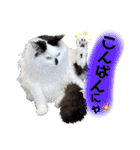 しろいからしらたま3（個別スタンプ：3）