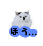 しろいからしらたま3（個別スタンプ：4）