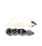 しろいからしらたま3（個別スタンプ：8）