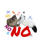 しろいからしらたま3（個別スタンプ：12）