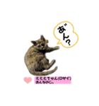 しろいからしらたま3（個別スタンプ：14）
