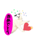 しろいからしらたま3（個別スタンプ：15）