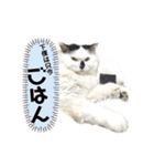 しろいからしらたま3（個別スタンプ：16）