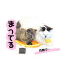 しろいからしらたま3（個別スタンプ：23）