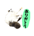 しろいからしらたま3（個別スタンプ：24）
