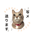 可愛い M cats その2（個別スタンプ：6）