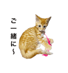 可愛い M cats その2（個別スタンプ：9）