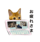 可愛い M cats その2（個別スタンプ：10）