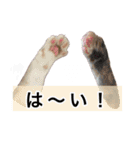 可愛い M cats その2（個別スタンプ：14）