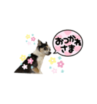 チワワのめいちゃん 第2弾（個別スタンプ：5）