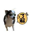 チワワのめいちゃん 第2弾（個別スタンプ：6）