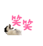チワワのめいちゃん 第2弾（個別スタンプ：8）