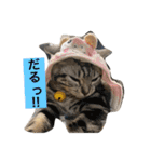 我が家の仲間、猫's（個別スタンプ：2）