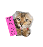 我が家の仲間、猫's（個別スタンプ：3）