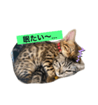 我が家の仲間、猫's（個別スタンプ：4）