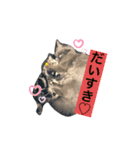 我が家の仲間、猫's（個別スタンプ：5）