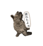 我が家の仲間、猫's（個別スタンプ：6）