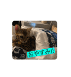 我が家の仲間、猫's（個別スタンプ：7）