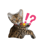 我が家の仲間、猫's（個別スタンプ：8）
