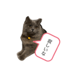 我が家の仲間、猫's（個別スタンプ：10）