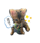 我が家の仲間、猫's（個別スタンプ：11）