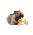 我が家の仲間、猫's（個別スタンプ：12）