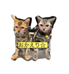 我が家の仲間、猫's（個別スタンプ：13）