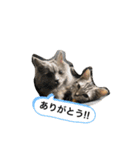我が家の仲間、猫's（個別スタンプ：14）