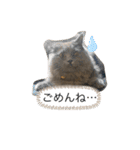 我が家の仲間、猫's（個別スタンプ：15）