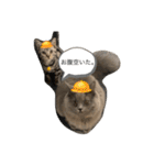 我が家の仲間、猫's（個別スタンプ：17）