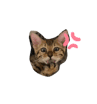 我が家の仲間、猫's（個別スタンプ：18）