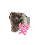 我が家の仲間、猫's（個別スタンプ：19）