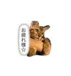 我が家の仲間、猫's（個別スタンプ：21）